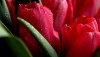 Ultra HD 4K Wallpapers-TheWindowsForum.com__106.jpg