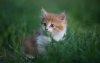 Ultra HD 4K Wallpapers-TheWindowsForum.com__053.jpg