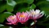 Ultra HD 4K Wallpapers-TheWindowsForum.com__016.jpg