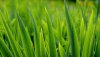 Nature HD Wallpapers-TheWindowsForum.com__8.jpg