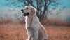 Ultra HD 4K Wallpapers-TheWindowsForum.com__068.jpg