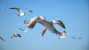 Nature HD Wallpapers-TheWindowsForum.com__1.jpg