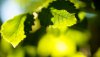 Ultra HD 4K Wallpapers-TheWindowsForum.com__029.jpg