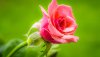Ultra HD 4K Wallpapers-TheWindowsForum.com__048.jpg