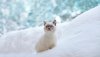 Ultra HD 4K Wallpapers-TheWindowsForum.com__083.jpg