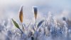 Ultra HD 4K Wallpapers-TheWindowsForum.com__008.jpg