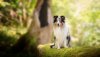 Ultra HD 4K Wallpapers-TheWindowsForum.com__016.jpg