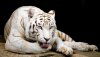 Ultra HD 4K Wallpapers-TheWindowsForum.com__019.jpg
