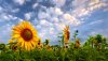 Ultra HD 4K Wallpapers-TheWindowsForum.com__078.jpg