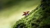Ultra HD 4K Wallpapers-TheWindowsForum.com__056.jpg