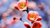 Ultra HD 4K Wallpapers-TheWindowsForum.com__065.jpg