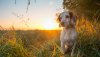 Ultra HD 4K Wallpapers-TheWindowsForum.com__089.jpg