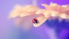 Ultra HD 4K Wallpapers-TheWindowsForum.com__096.jpg