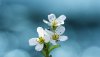 Ultra HD 4K Wallpapers-TheWindowsForum.com__001.jpg