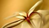 Ultra HD 4K Wallpapers-TheWindowsForum.com__003.jpg