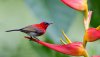 Ultra HD 4K Wallpapers-TheWindowsForum.com__007.jpg
