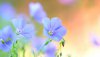 Ultra HD 4K Wallpapers-TheWindowsForum.com__028.jpg