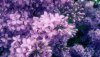 Ultra HD 4K Wallpapers-TheWindowsForum.com__047.jpg