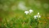 Ultra HD 4K Wallpapers-TheWindowsForum.com__068.jpg