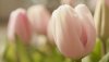 Ultra HD 4K Wallpapers-TheWindowsForum.com__076.jpg
