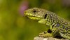 Ultra HD 4K Wallpapers-TheWindowsForum.com__009.jpg