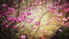 Ultra HD 4K Wallpapers-TheWindowsForum.com__017.jpg