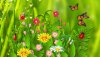 Ultra HD 4K Wallpapers-TheWindowsForum.com__066.jpg