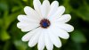 Ultra HD 4K Wallpapers-TheWindowsForum.com__080.jpg