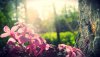 Ultra HD 4K Wallpapers-TheWindowsForum.com__007.jpg