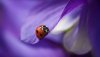 Ultra HD 4K Wallpapers-TheWindowsForum.com__011.jpg