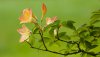 Ultra HD 4K Wallpapers-TheWindowsForum.com__026.jpg