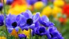 Ultra HD 4K Wallpapers-TheWindowsForum.com__042.jpg