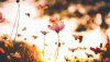 Ultra HD 4K Wallpapers-TheWindowsForum.com__053.jpg