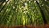 Nature HD Wallpapers-TheWindowsForum.com__13.jpg