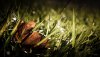 Nature HD Wallpapers-TheWindowsForum.com__16.jpg