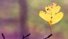 Nature HD Wallpapers-TheWindowsForum.com__18.jpg