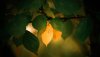 Ultra HD 4K Wallpapers-TheWindowsForum.com0__024.jpg