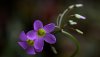 Ultra HD 4K Wallpapers-TheWindowsForum.com0__026.jpg