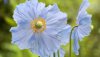Nature HD Wallpapers-TheWindowsForum.com__3.jpg