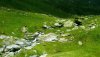 Nature HD Wallpapers-TheWindowsForum.com__17.jpg