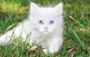 Ultra HD 4K Wallpapers-TheWindowsForum.com0__236.jpg