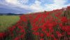 Nature HD Wallpapers-TheWindowsForum.com__16.jpg