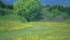 Nature HD Wallpapers-TheWindowsForum.com__18.jpg