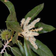 Chinquapin
