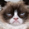 Grumpy Cat