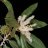Chinquapin